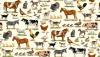 Farm Animals - Nutztiere